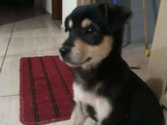 Cachorro raça vira-lata idade 2 a 6 meses nome Apelidei ela de JUDY