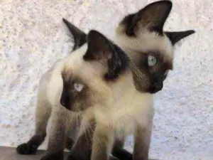 Gato raça Siamês  idade 2 a 6 meses nome Lulu e Lili 