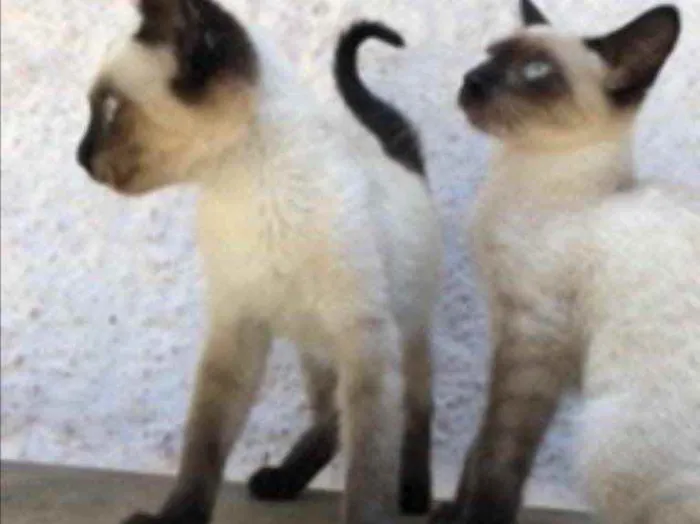 Gato raça Siamês  idade 2 a 6 meses nome Lulu e Lili 