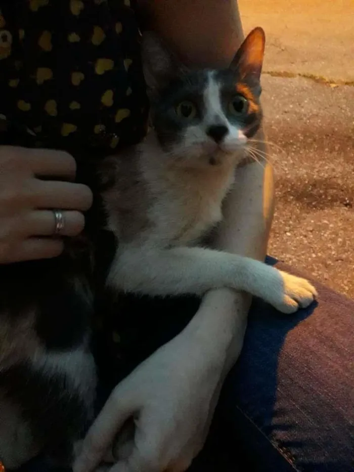 Gato ra a S.R.D. idade 2 a 6 meses nome Malu