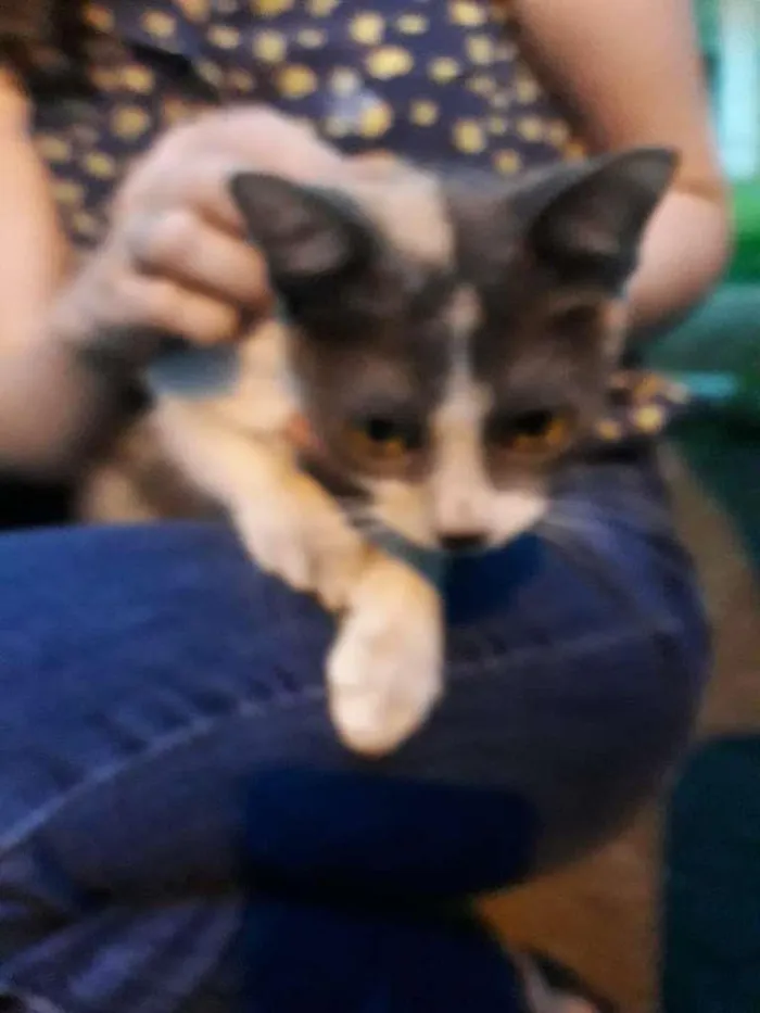Gato ra a S.R.D. idade 2 a 6 meses nome Malu