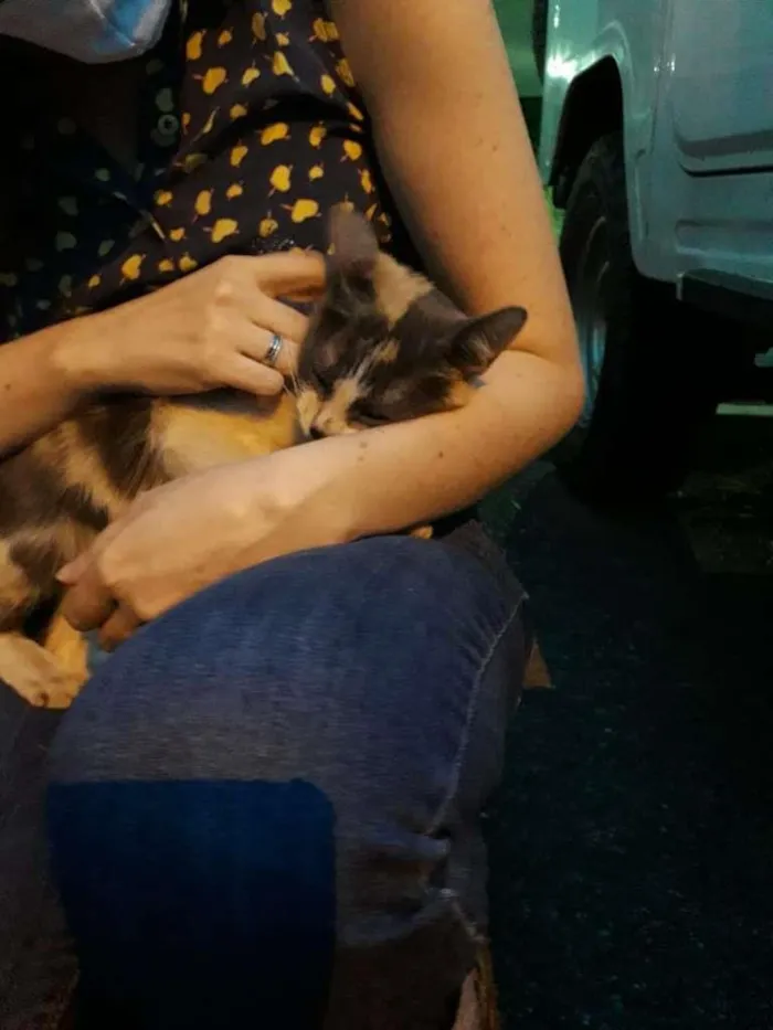 Gato ra a S.R.D. idade 2 a 6 meses nome Malu