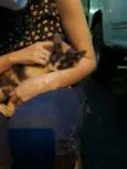 Malu
