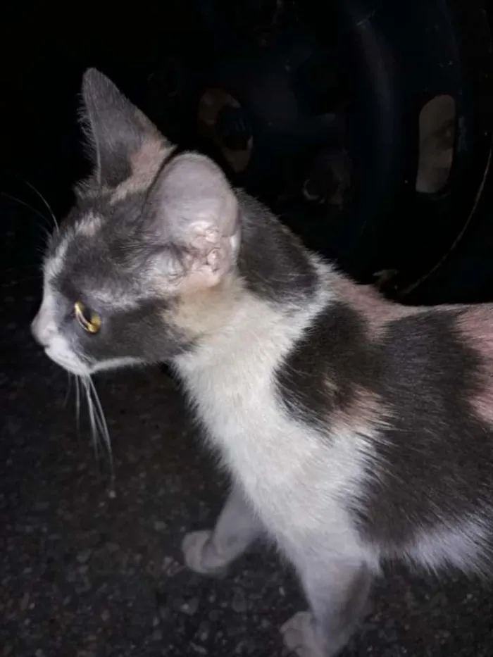 Gato ra a S.R.D. idade 2 a 6 meses nome Malu