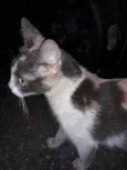 Malu