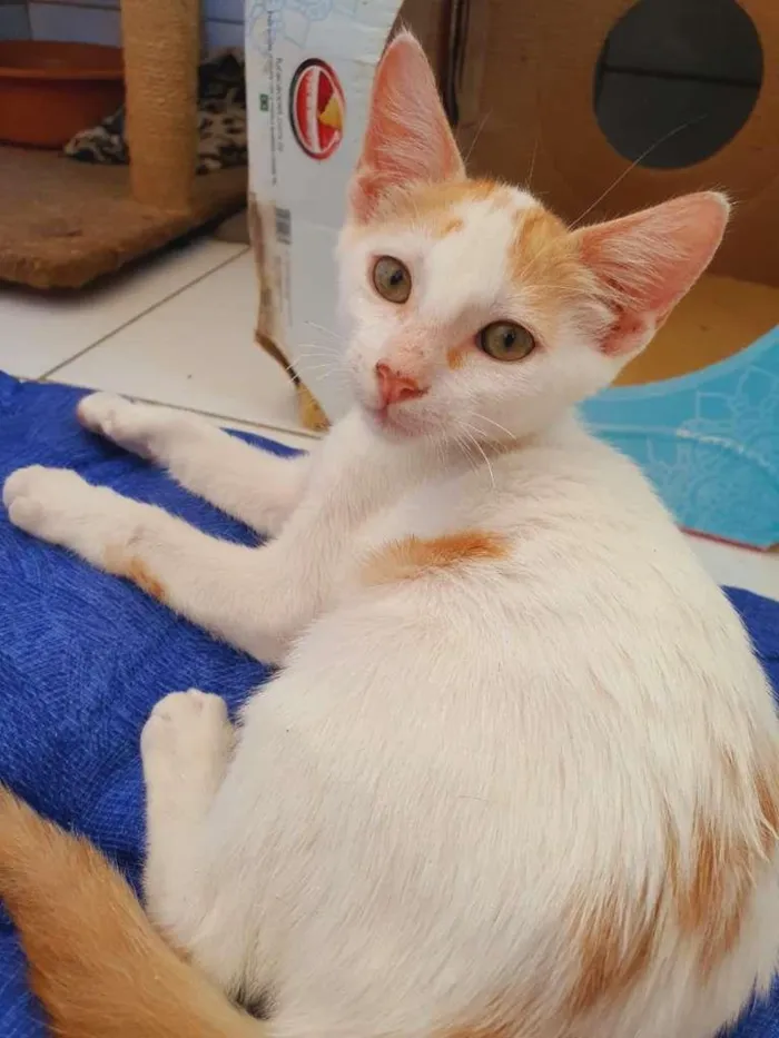 Gato ra a SRD-ViraLata idade 2 a 6 meses nome Apolo