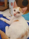 Apolo