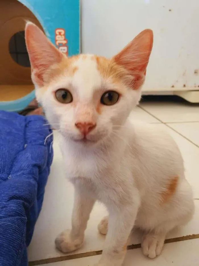 Gato ra a SRD-ViraLata idade 2 a 6 meses nome Apolo
