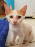 Apolo
