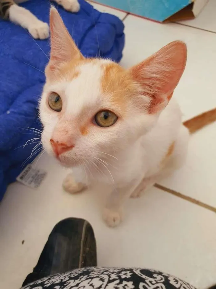Gato ra a SRD-ViraLata idade 2 a 6 meses nome Apolo