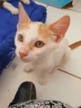 Apolo