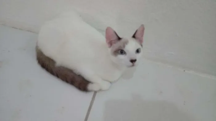 Gato ra a SRD-ViraLata idade 2 a 6 meses nome Olaf