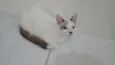 Olaf