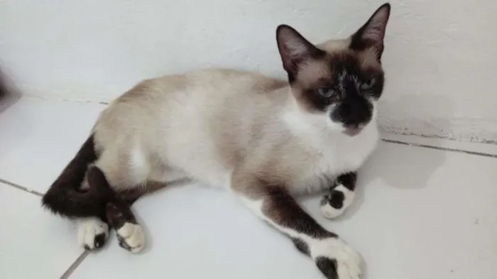 Gato ra a SRD-ViraLata idade 7 a 11 meses nome PERLA