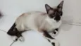 PERLA