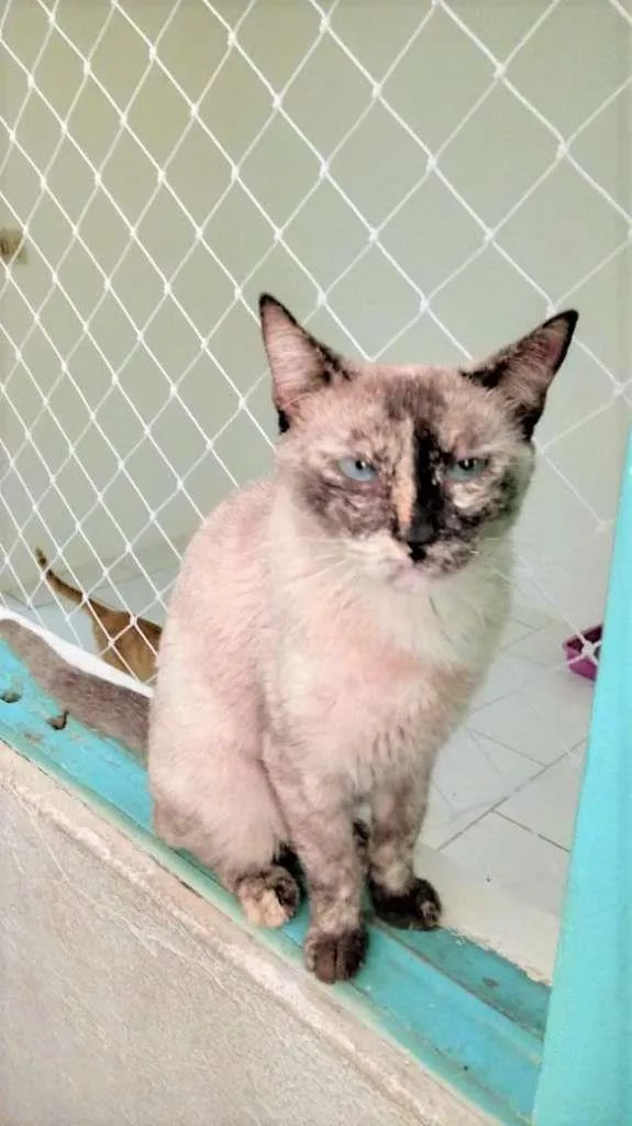 Gato ra a SRD-ViraLata idade 1 ano nome Tigresa