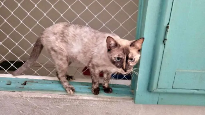 Gato ra a SRD-ViraLata idade 1 ano nome Tigresa