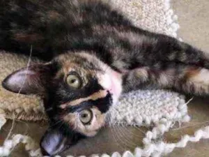 Gato raça Srd idade 2 a 6 meses nome Maia