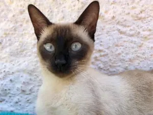 Gato raça Srd idade 7 a 11 meses nome Cristal 