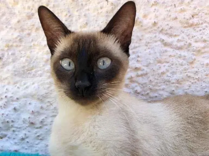 Gato raça Srd idade 7 a 11 meses nome Cristal 