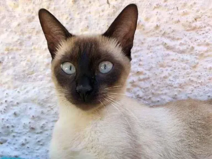 Gato raça Srd idade 7 a 11 meses nome Cristal 