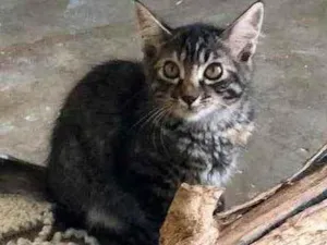 Gato raça Srd idade 2 a 6 meses nome Mia