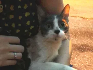 Gato raça S.R.D. idade 2 a 6 meses nome Malu