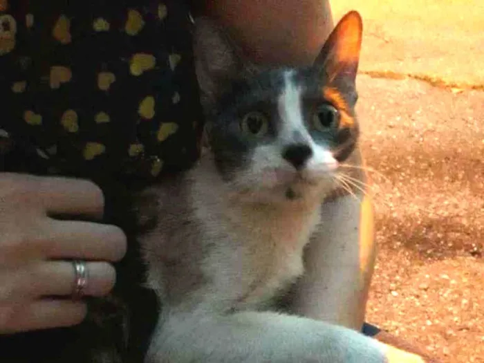 Gato ra a S.R.D. idade 2 a 6 meses nome Malu