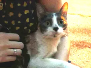 Gato raça S.R.D. idade 2 a 6 meses nome Malu