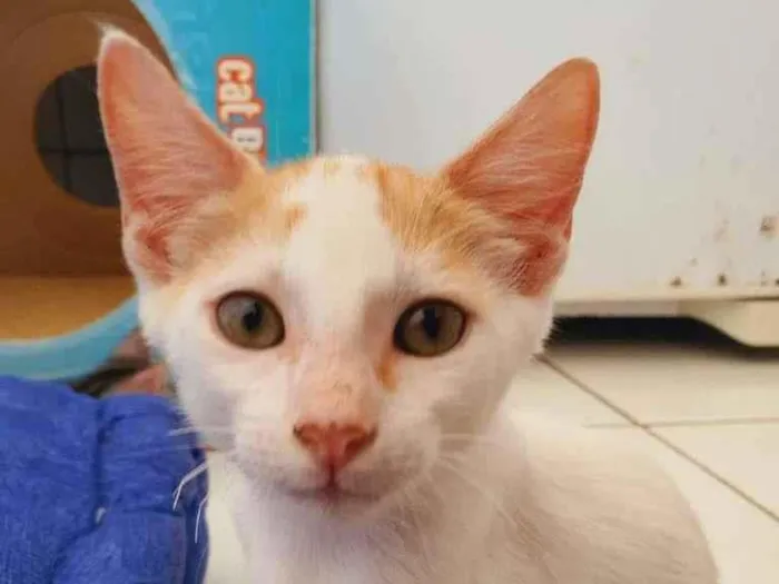 Gato ra a SRD-ViraLata idade 2 a 6 meses nome Apolo