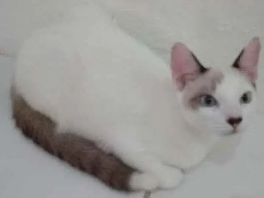Gato ra a SRD-ViraLata idade 2 a 6 meses nome Olaf