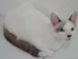 Olaf