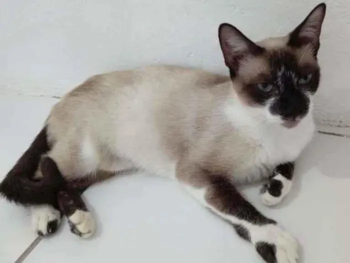 Gato ra a SRD-ViraLata idade 7 a 11 meses nome PERLA