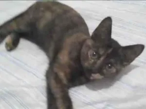 Gato raça RND idade 2 a 6 meses nome solar.havena.Morgana