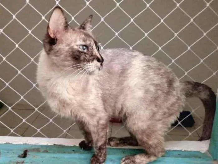 Gato ra a SRD-ViraLata idade 1 ano nome Tigresa
