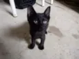 Gato preto para adoç