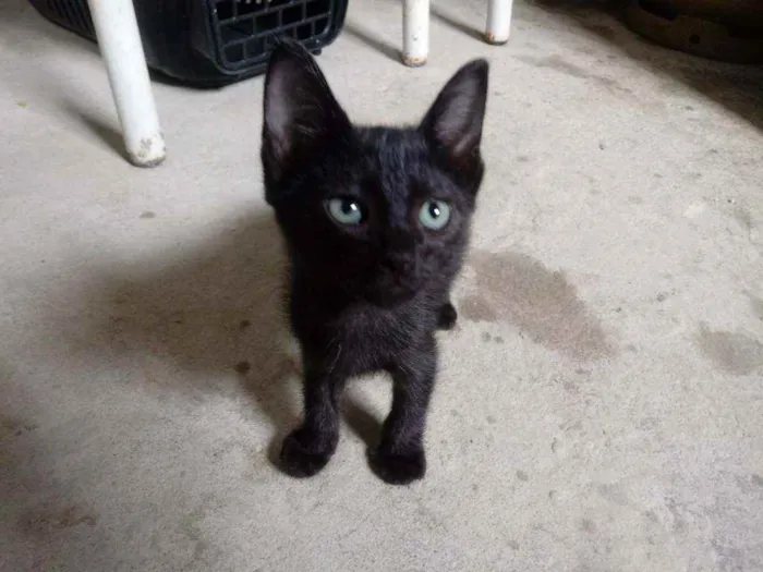 Gato raça Srd idade 2 a 6 meses nome Gato preto para adoç