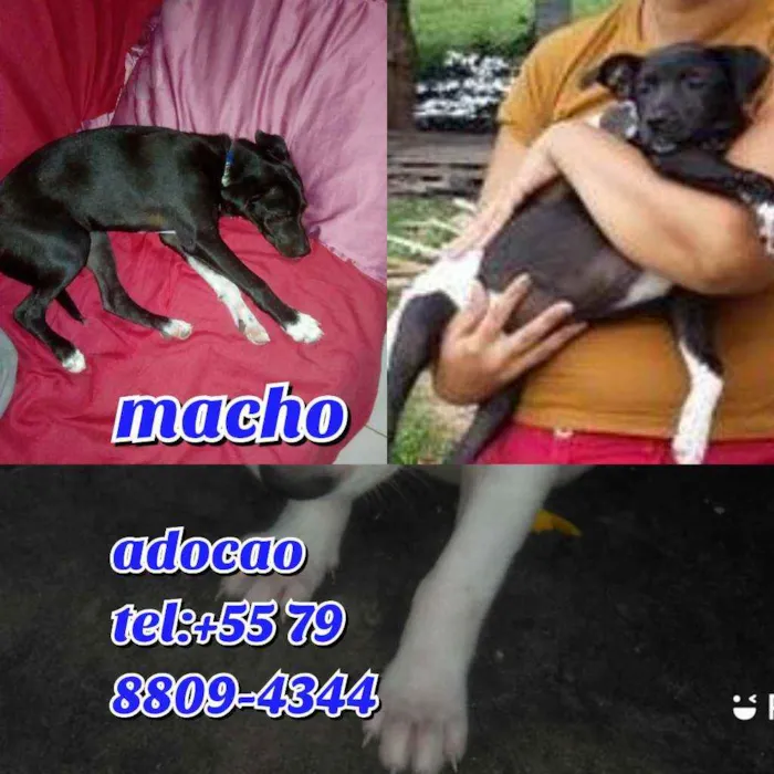 Cachorro raça Srd idade 2 a 6 meses nome Jovem