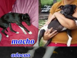Cachorro raça Srd idade 2 a 6 meses nome Jovem