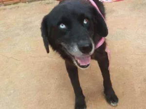 Cachorro raça RND idade 2 anos nome Morena