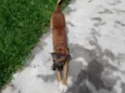 Cachorro raça sem raça definida idade 5 anos nome Guará