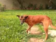 Cachorro raça sem raça definida idade 5 anos nome Guará
