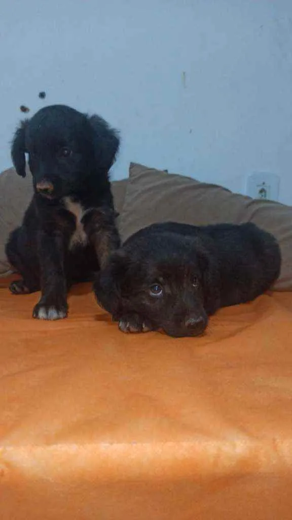 Cachorro ra a SRD idade Abaixo de 2 meses nome Bebezinhos