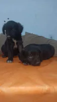 Bebezinhos
