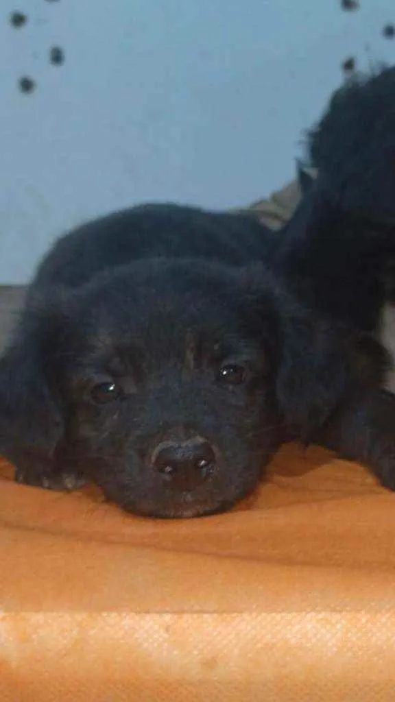 Cachorro ra a SRD idade Abaixo de 2 meses nome Bebezinhos
