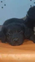 Bebezinhos