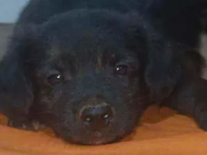 Cachorro raça SRD idade Abaixo de 2 meses nome Bebezinhos
