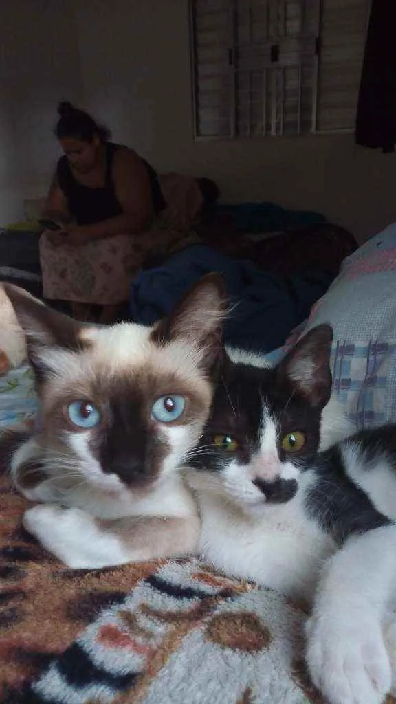 Gato ra a Viralata idade 2 a 6 meses nome Alecrim