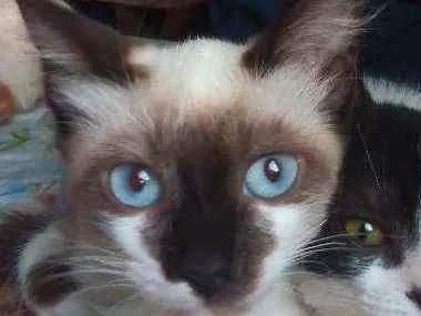 Gato ra a Viralata idade 2 a 6 meses nome Alecrim