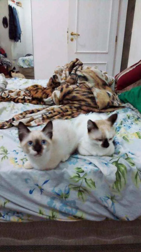 Gato ra a Viralata idade 2 a 6 meses nome Alecrim